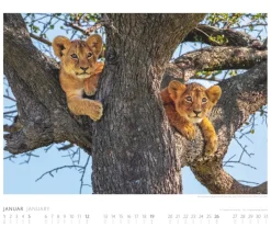 Weingarten African Wildlife Kalender 2025