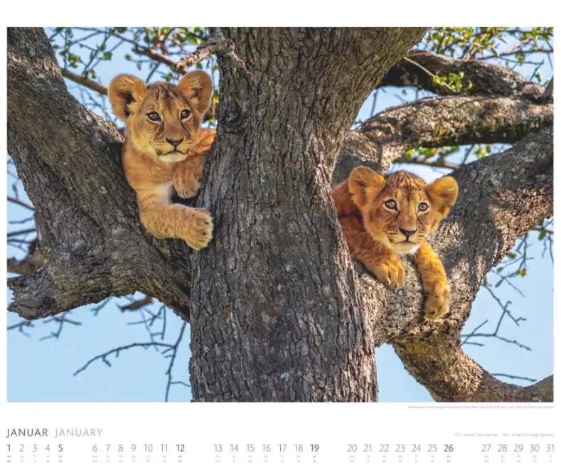 Weingarten African Wildlife Kalender 2025