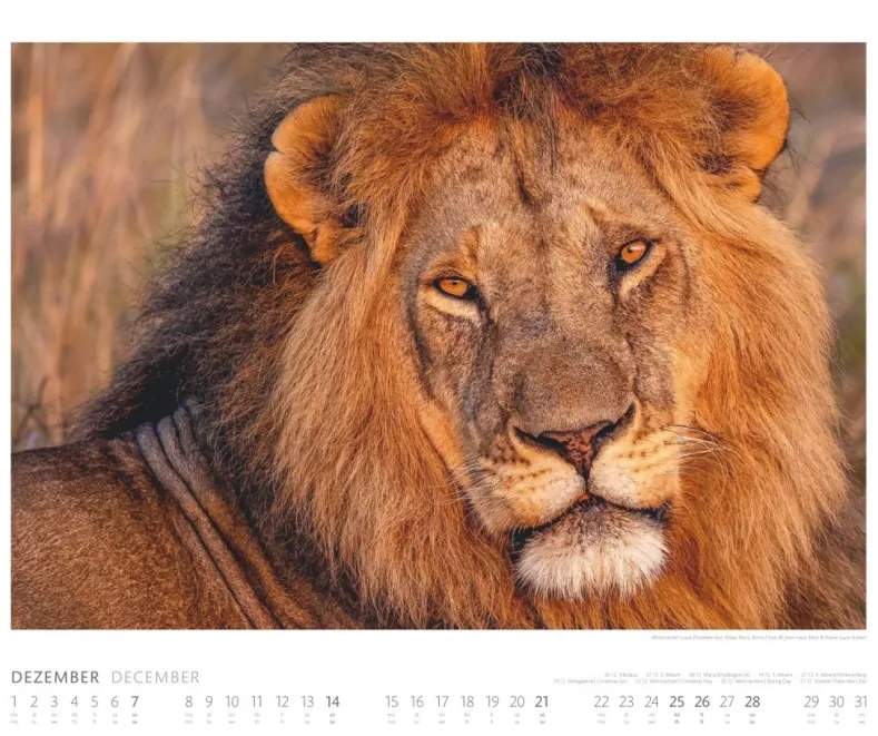 Weingarten African Wildlife Kalender 2025