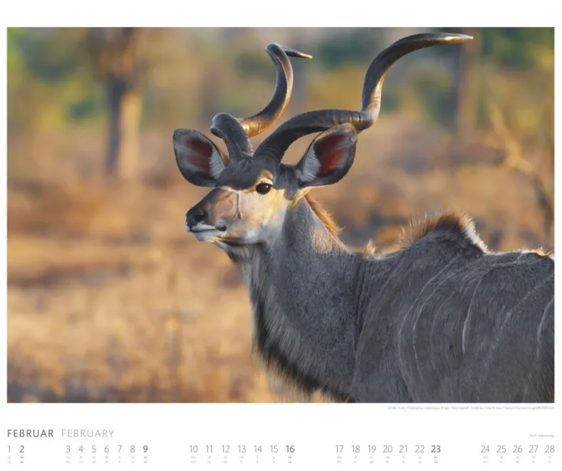 Weingarten African Wildlife Kalender 2025
