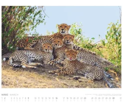 Weingarten African Wildlife Kalender 2025