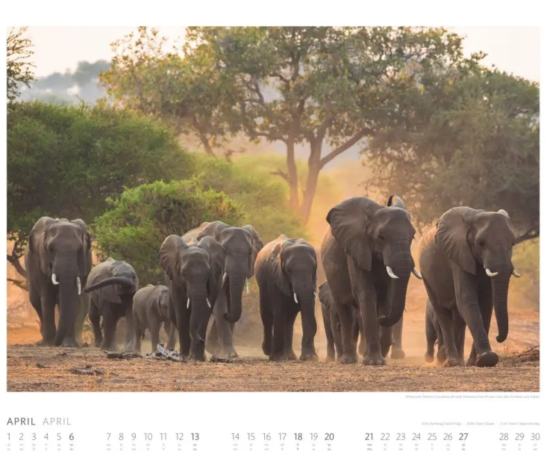 Weingarten African Wildlife Kalender 2025