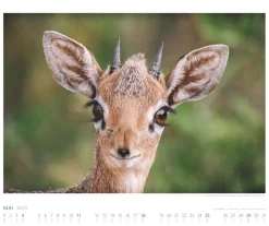 Weingarten African Wildlife Kalender 2025