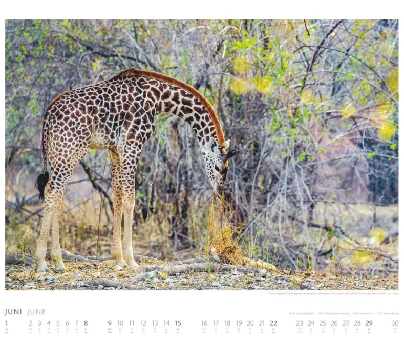 Weingarten African Wildlife Kalender 2025