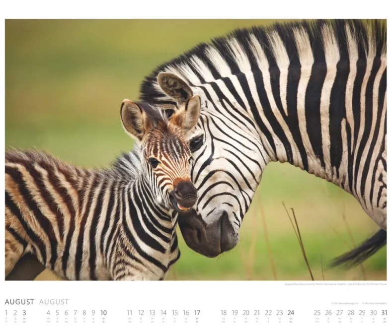 Weingarten African Wildlife Kalender 2025