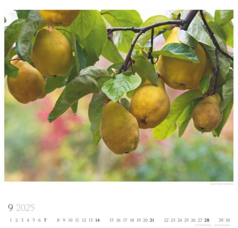Weingarten Bauerngarten Kalender 2025