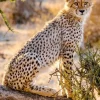 Weingarten Big Cats Kalender 2025