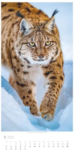 Weingarten Big Cats Kalender 2025