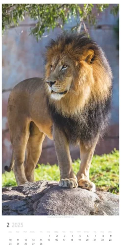 Weingarten Big Cats Kalender 2025