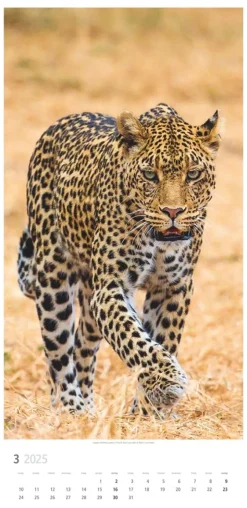 Weingarten Big Cats Kalender 2025