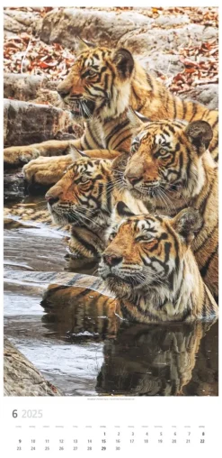 Weingarten Big Cats Kalender 2025