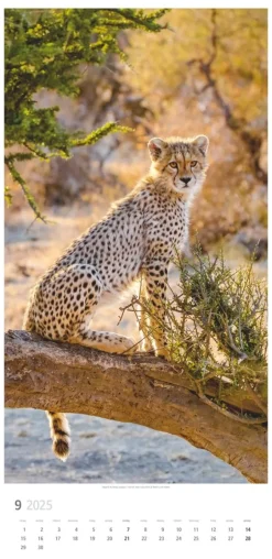 Weingarten Big Cats Kalender 2025