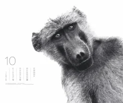 Weingarten Black & White Animals 2025