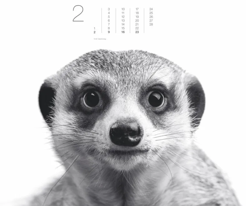 Weingarten Black & White Animals 2025