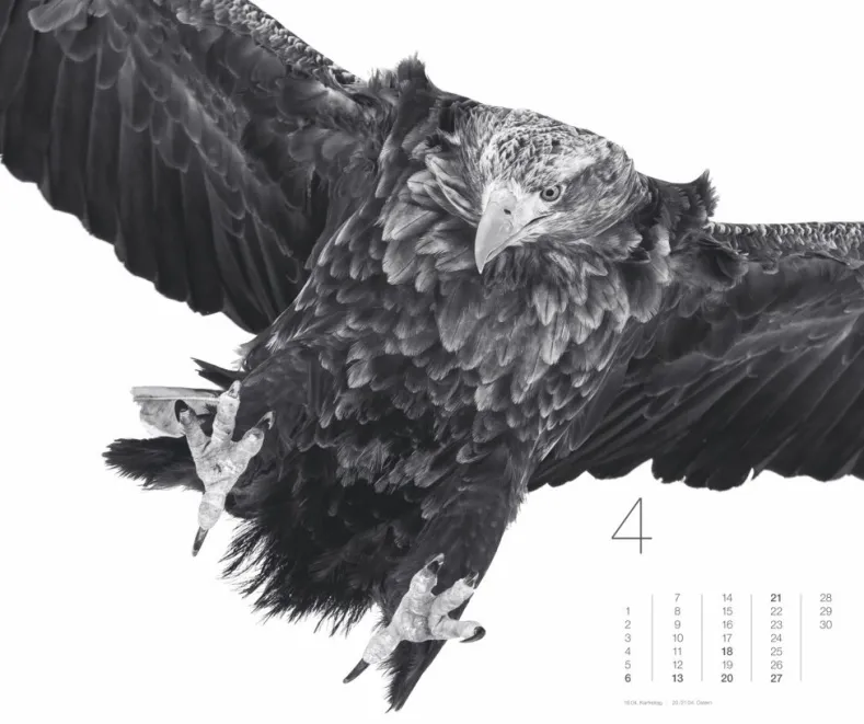 Weingarten Black & White Animals 2025