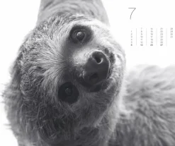 Weingarten Black & White Animals 2025