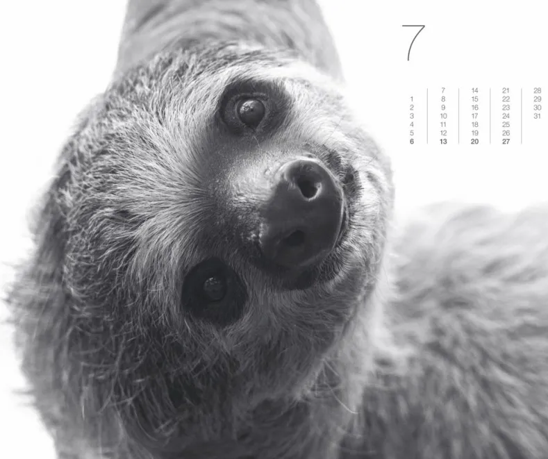 Weingarten Black & White Animals 2025