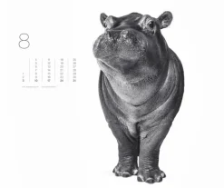Weingarten Black & White Animals 2025