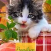 Weingarten Cool Cats Familienplaner 2025