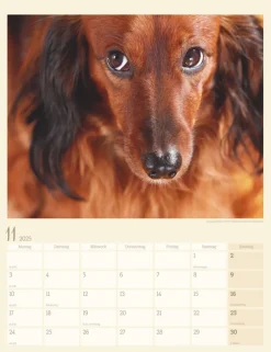 Weingarten Dackel Kalender 2025