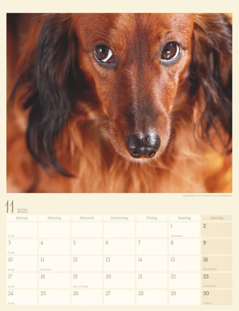 Weingarten Dackel Kalender 2025