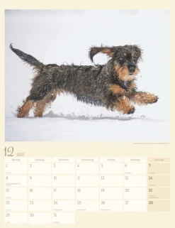 Weingarten Dackel Kalender 2025