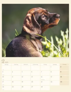 Weingarten Dackel Kalender 2025