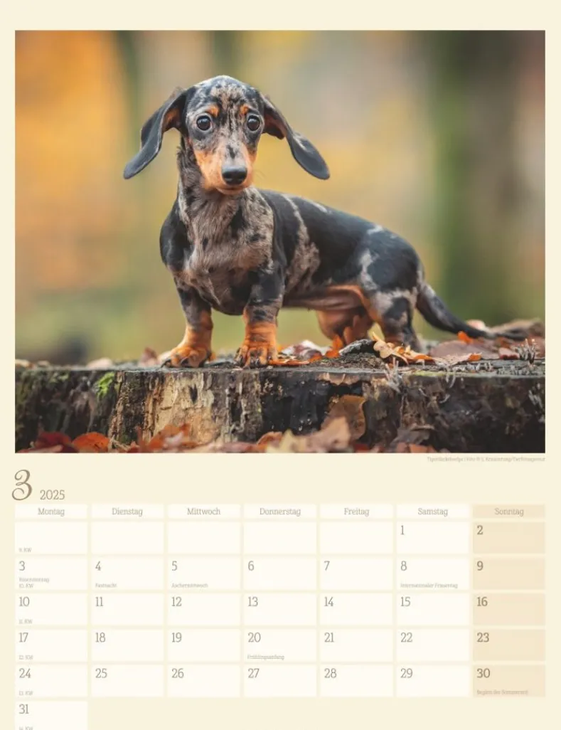 Weingarten Dackel Kalender 2025