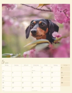 Weingarten Dackel Kalender 2025