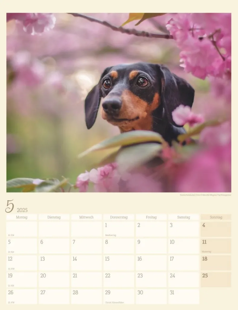 Weingarten Dackel Kalender 2025