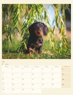 Weingarten Dackel Kalender 2025