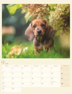 Weingarten Dackel Kalender 2025