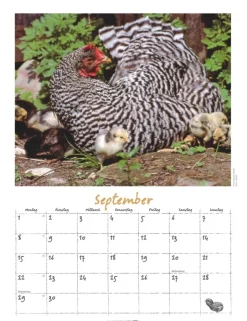 Weingarten Der Huhnerkalender 2025