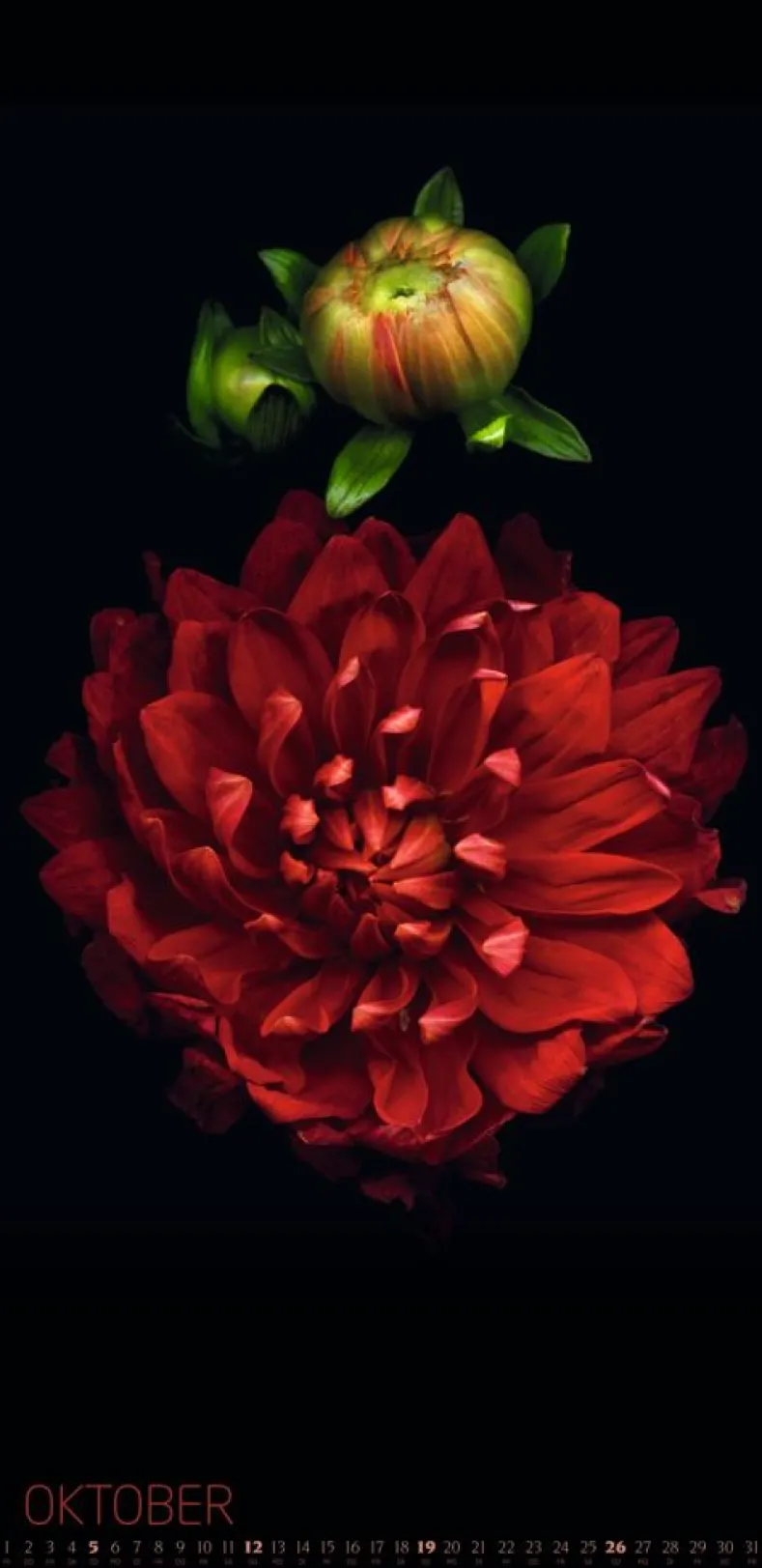 Weingarten Die Magie Der Blumen Kalender 2025