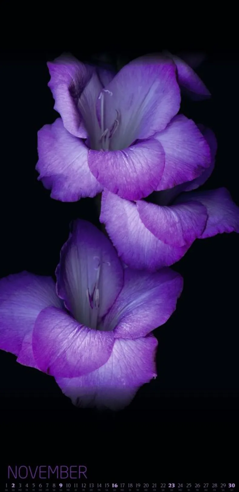 Weingarten Die Magie Der Blumen Kalender 2025