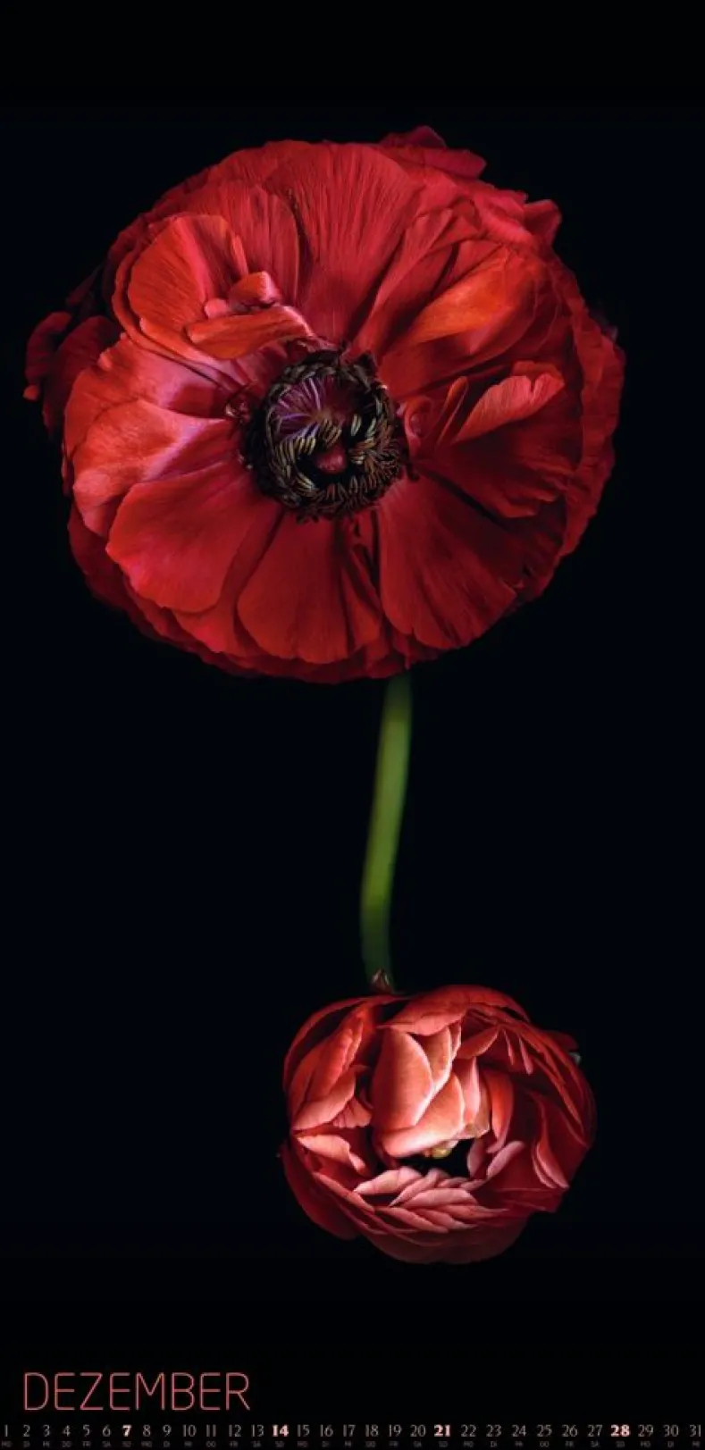 Weingarten Die Magie Der Blumen Kalender 2025