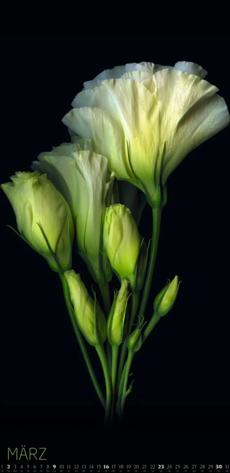 Weingarten Die Magie Der Blumen Kalender 2025