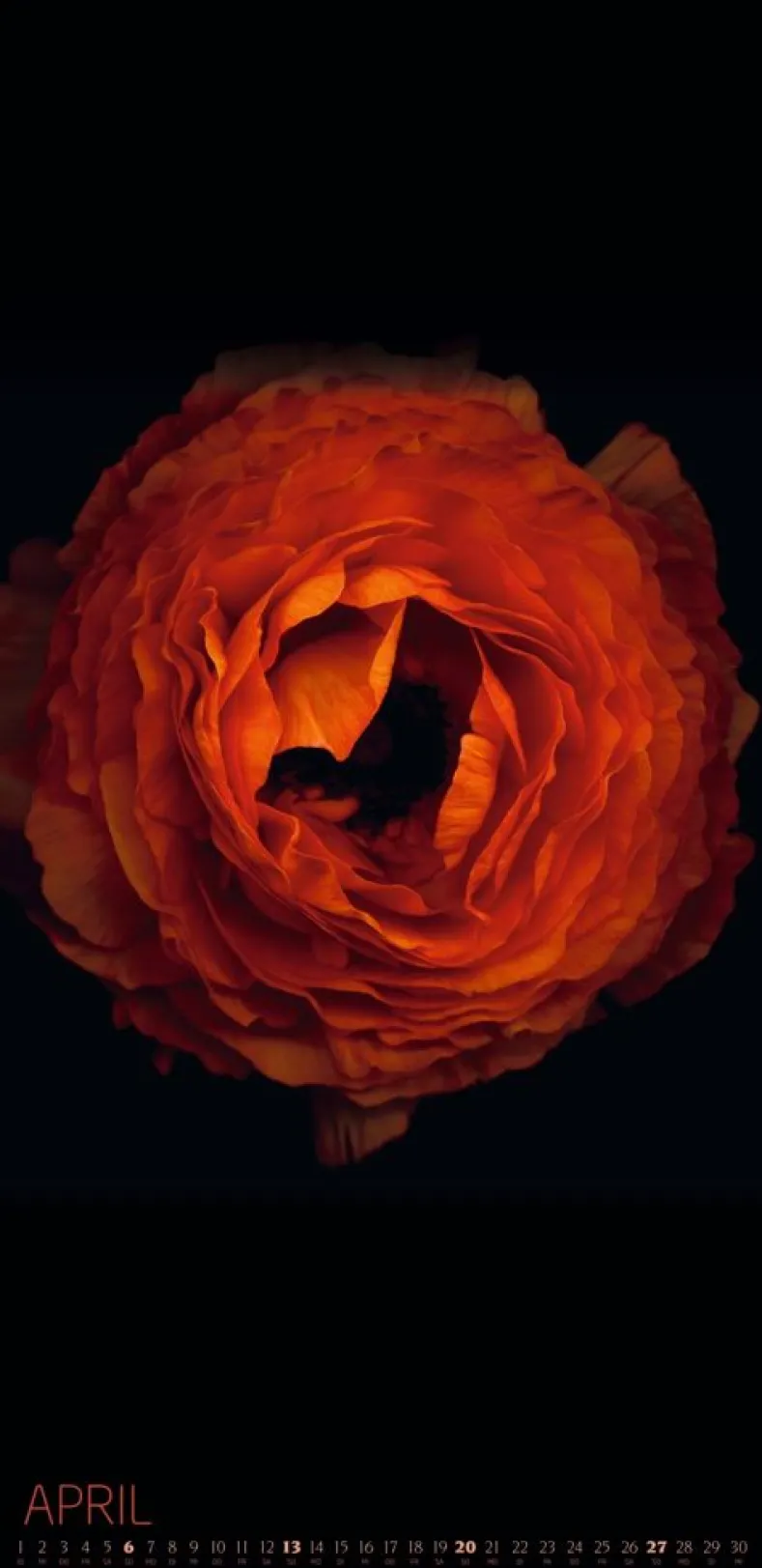 Weingarten Die Magie Der Blumen Kalender 2025