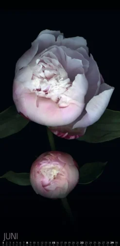 Weingarten Die Magie Der Blumen Kalender 2025