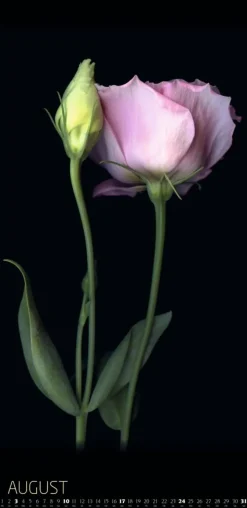 Weingarten Die Magie Der Blumen Kalender 2025