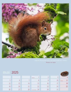 Weingarten Eichhornchen Kalender 2025