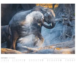 Weingarten Elefanten Kalender 2025