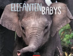 Weingarten Elefantenbabys Kalender 2025