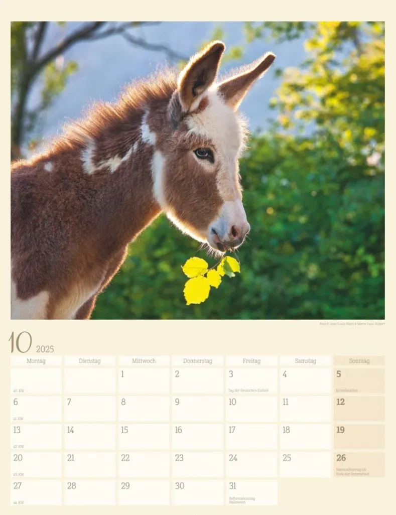 Weingarten Esel Kalender 2025