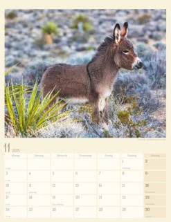 Weingarten Esel Kalender 2025