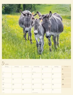 Weingarten Esel Kalender 2025
