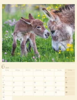 Weingarten Esel Kalender 2025
