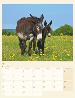 Weingarten Esel Kalender 2025