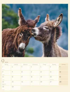 Weingarten Esel Kalender 2025
