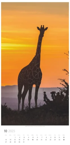 Weingarten Giraffen Kalender 2025